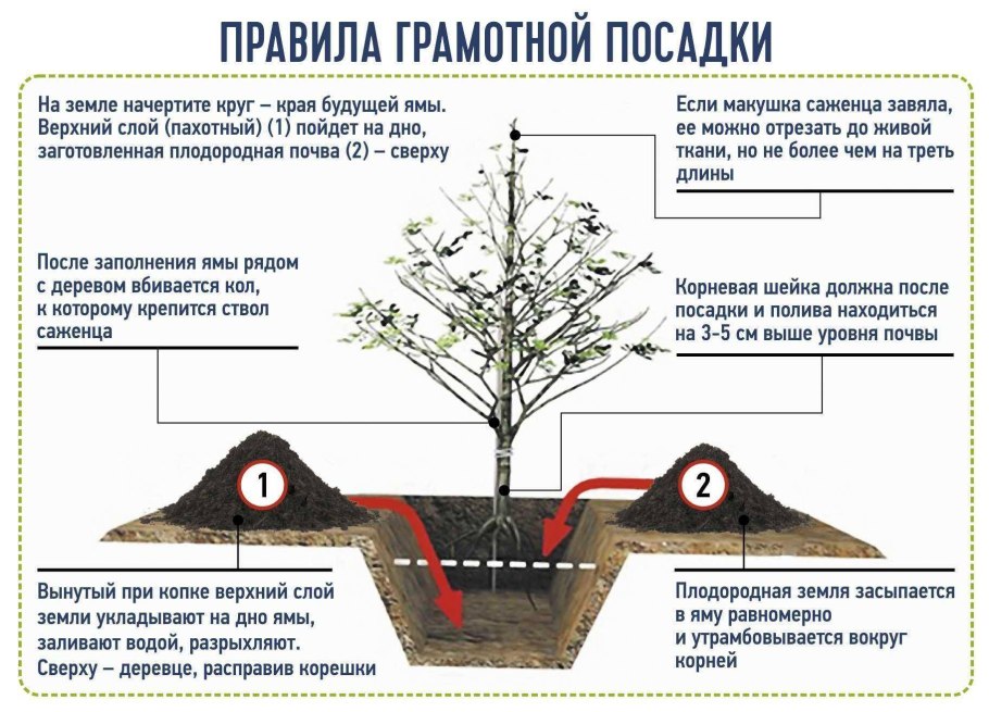 Посадка крупномерных деревьев схема