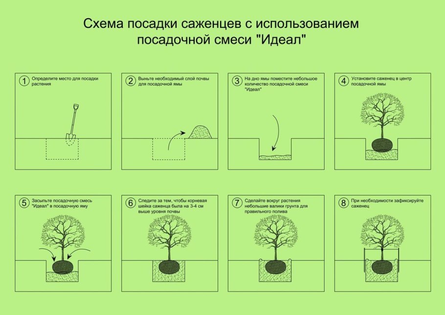 Схема посадки саженца