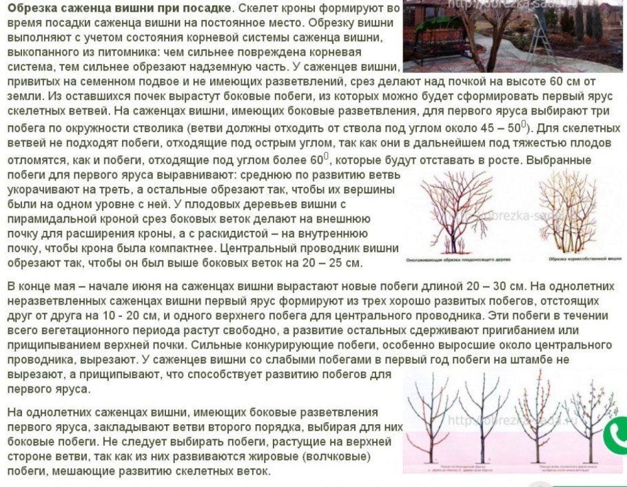 Обрезать весной саженец черешни