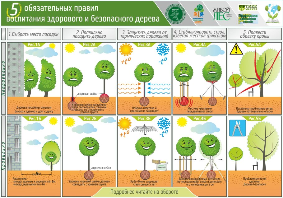 Правила посадки плодовых деревьев и кустарников на участке