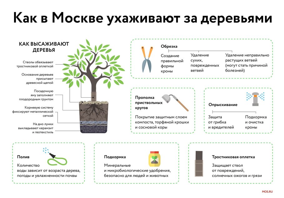 Инструкция по посадке плодового дерева