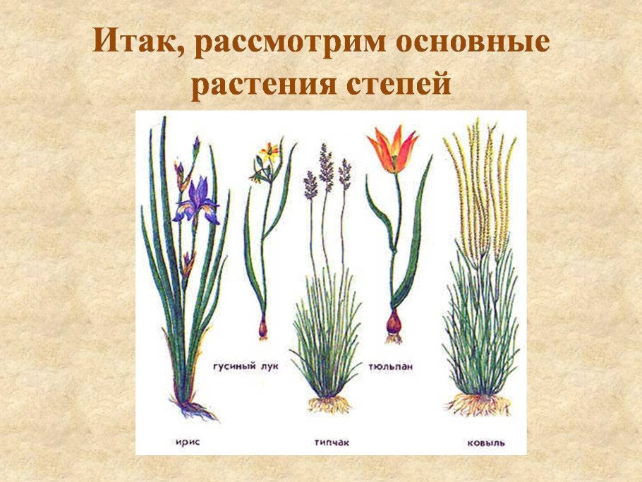 Засухоустойчивые степные растения