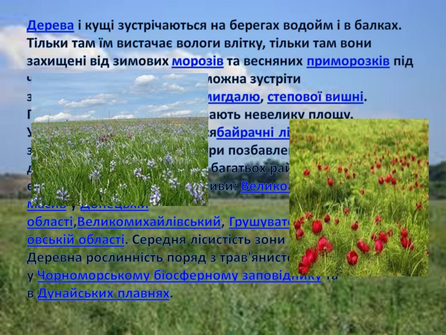 До типових рослин українського степу належить: