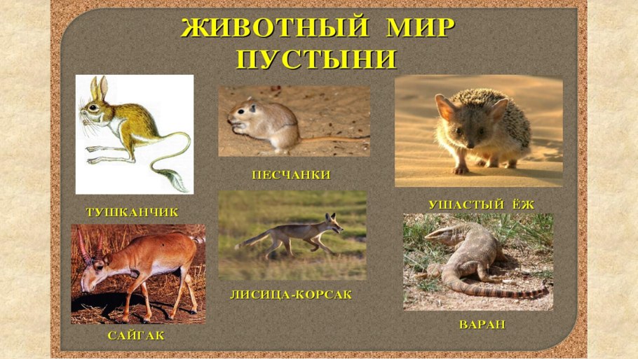 Животные лесостепи в России