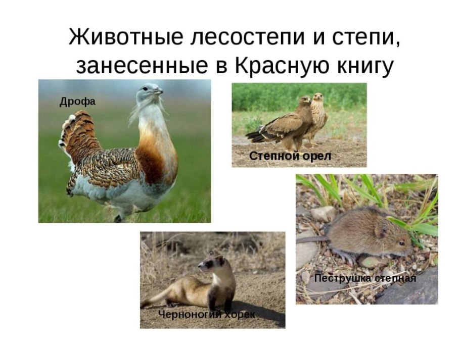 Луговые , разнотравье степи