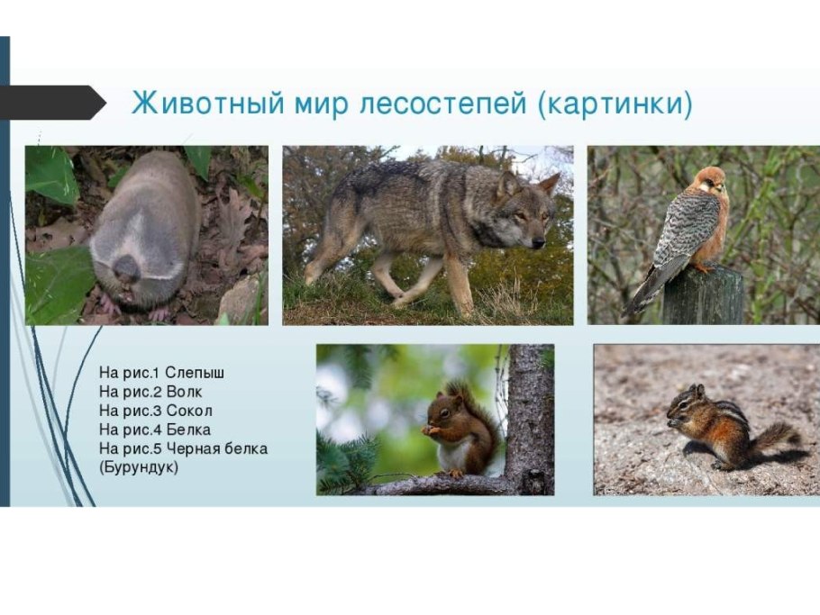 Разнотравно-типчаково-Ковыльная степь