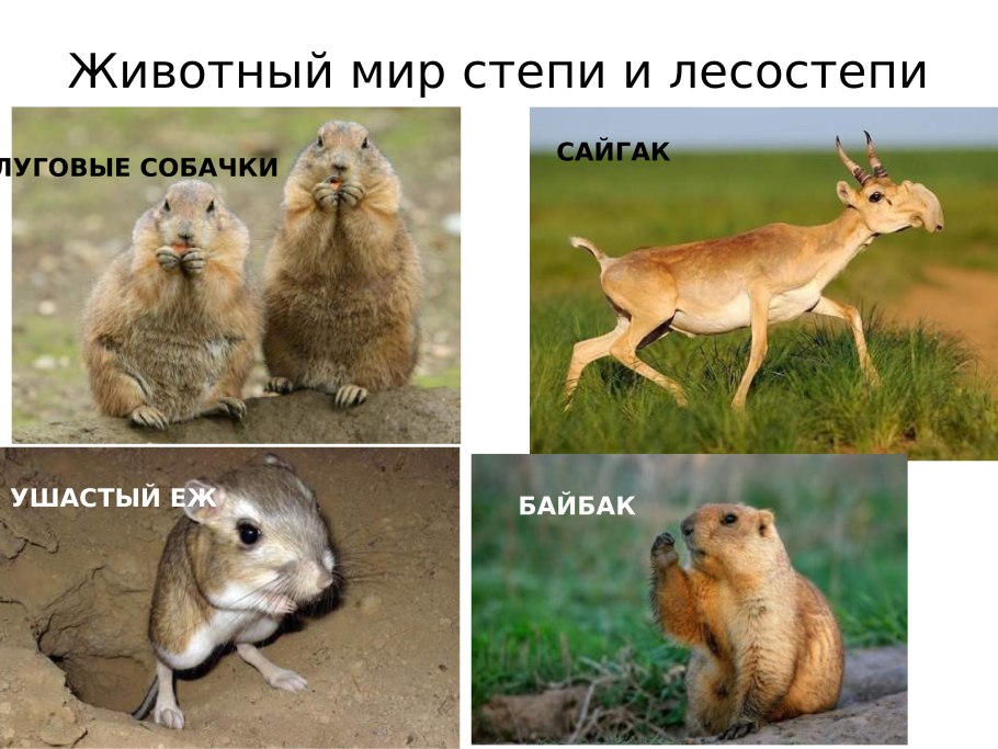 Ковыль Байкальский