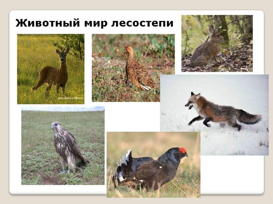 Ковыль кавказский