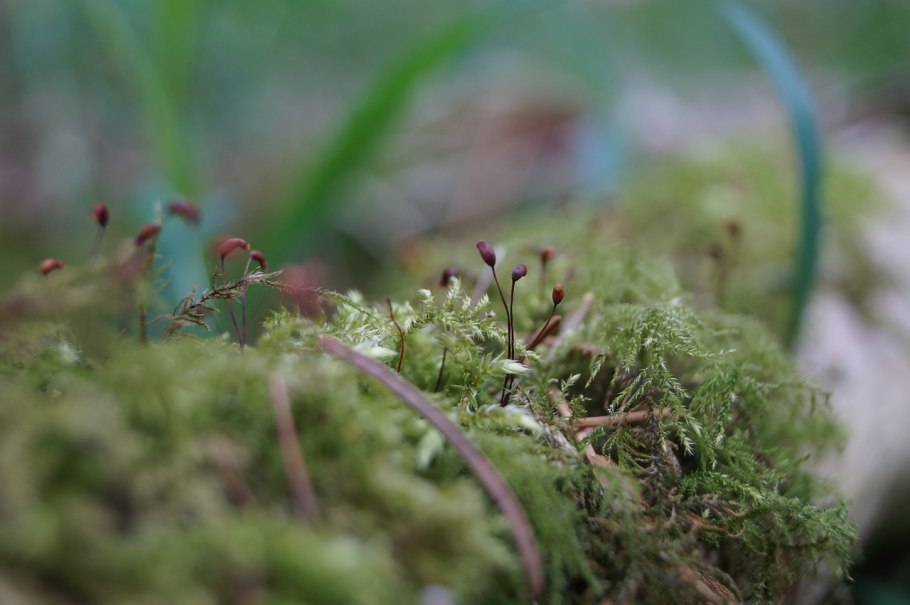 Святовский мох фото