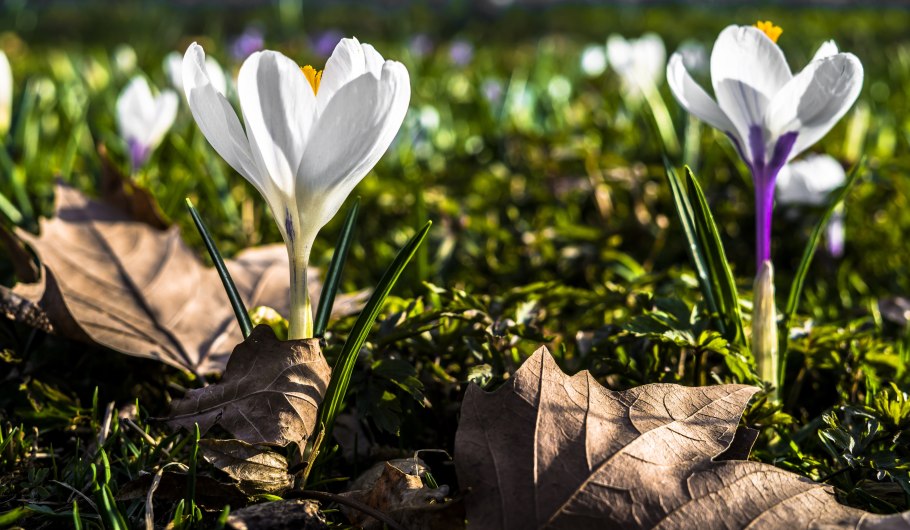 Красивые фото Предвестия весны