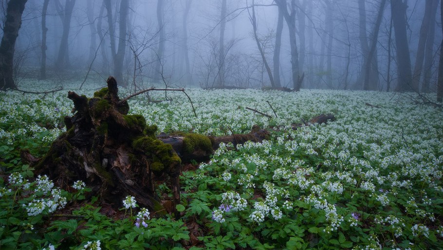 Фиалка дремучий лес