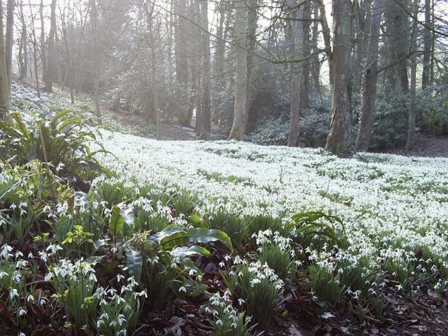 Пролеска Поляна