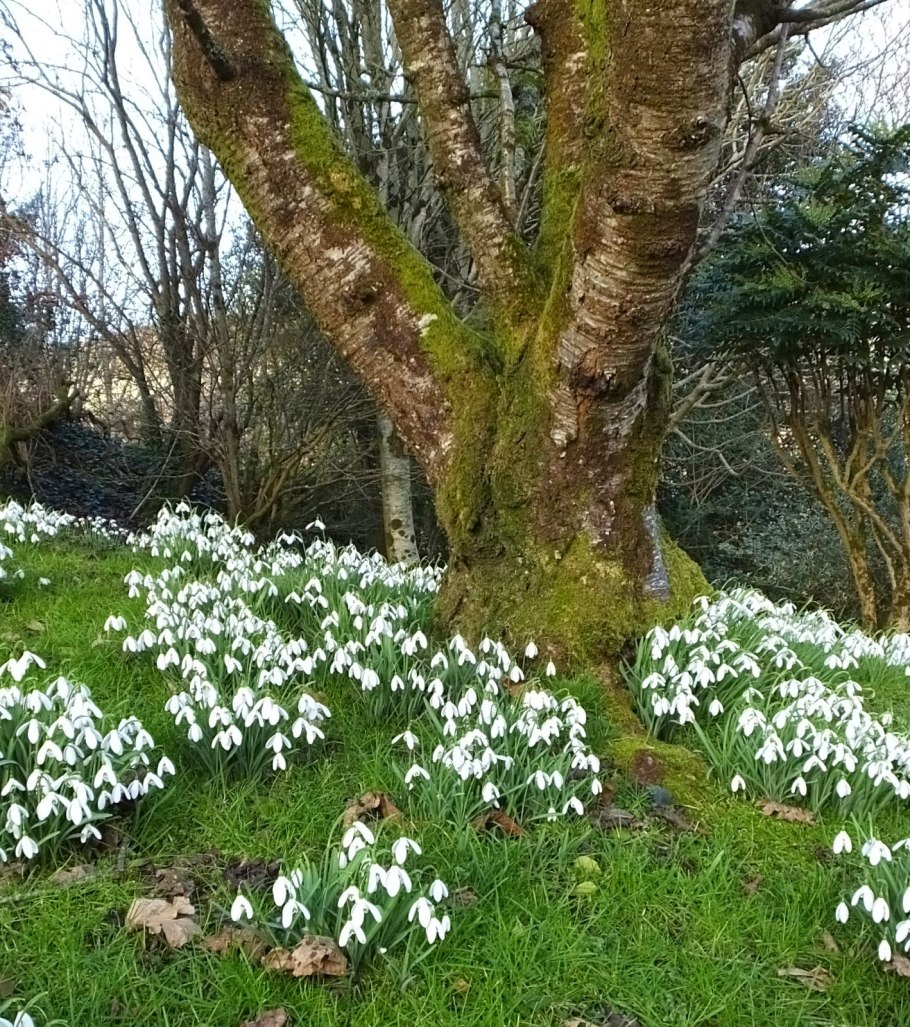Лесные подснежники Лесные подснежники