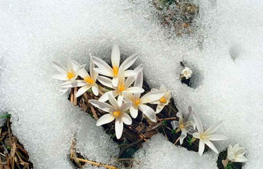 Байчечекей гулу орусча