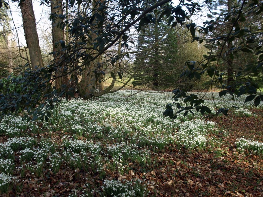 Лесная Полянка ранней весной