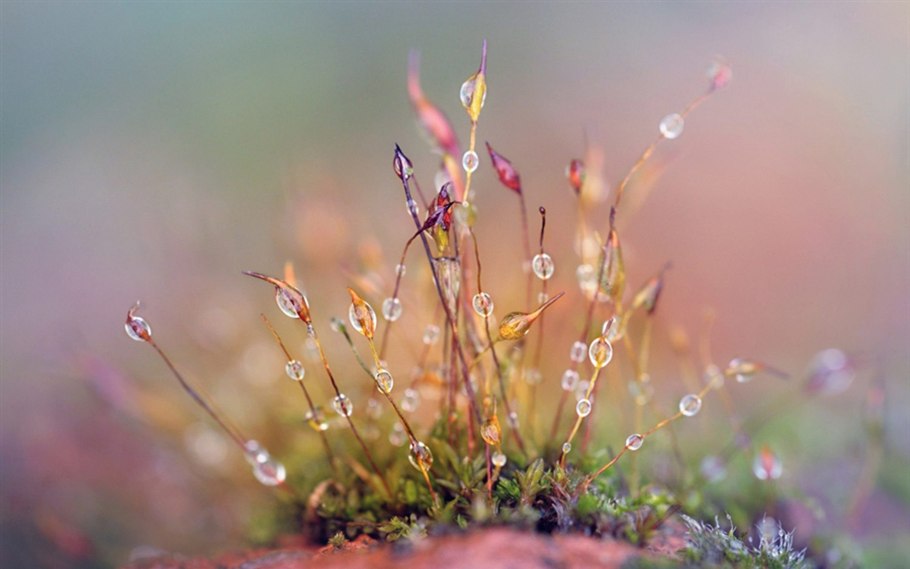 Нежность природа