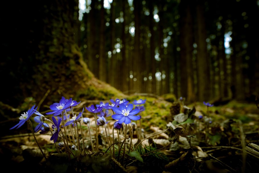 Весна в лесу