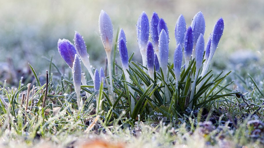 Лавандовый Крокус – Lavender Crocus