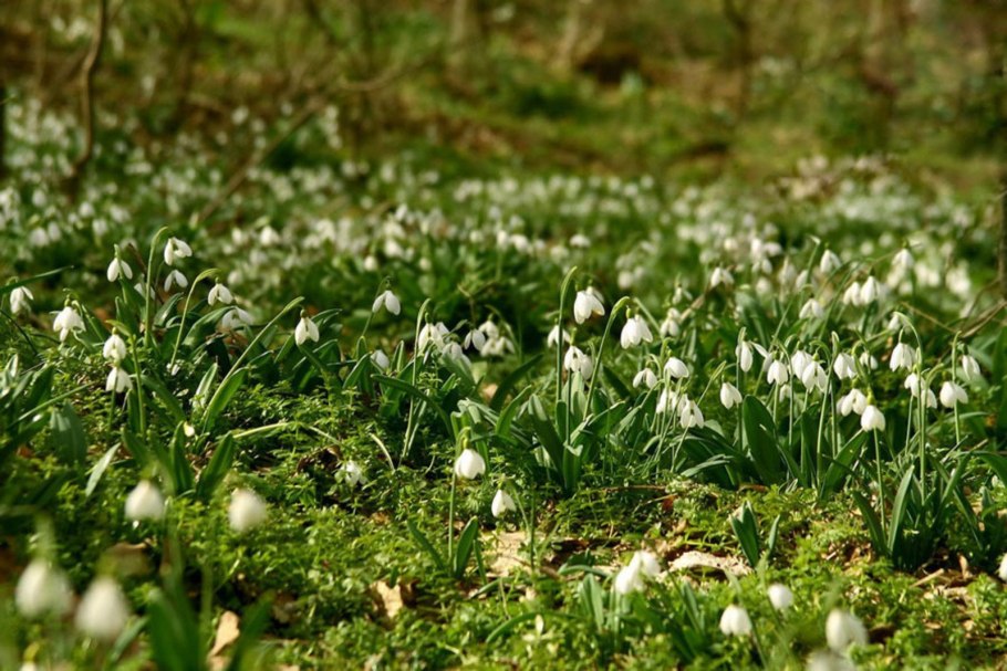 Ландыши и подснежники