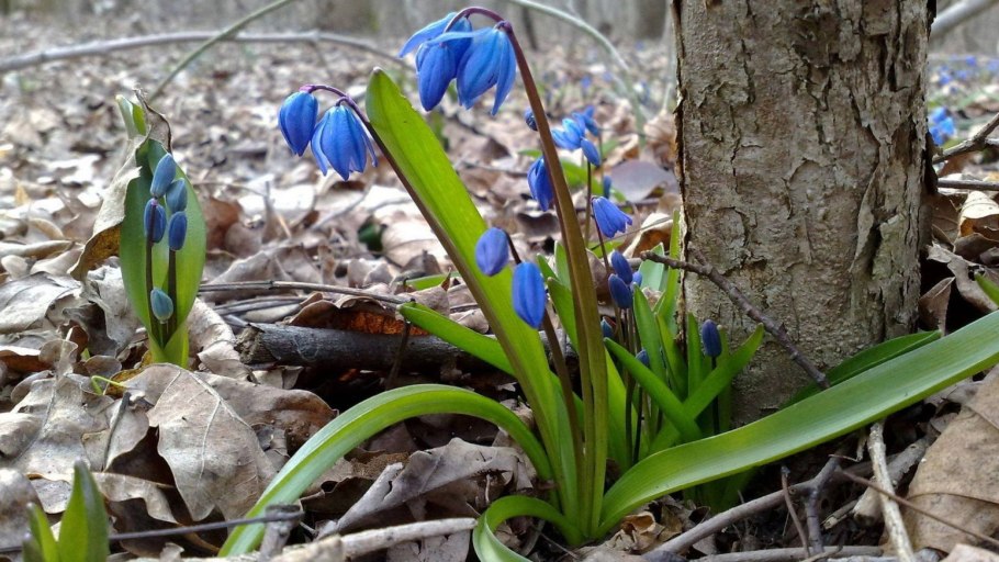 Цветы первоцветы пролески