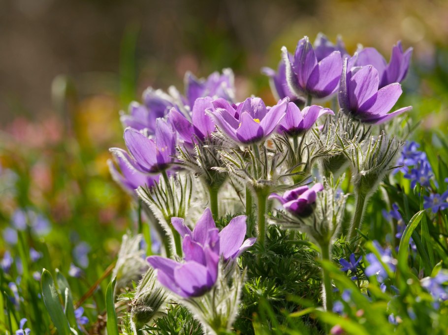 Прострел весенний сон-трава