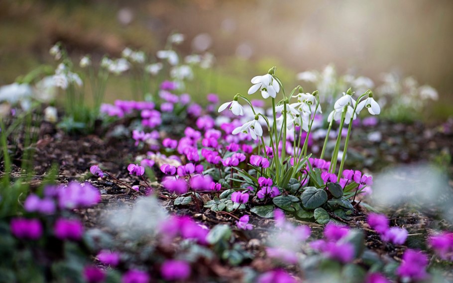 Дряква подснежники первоцветы