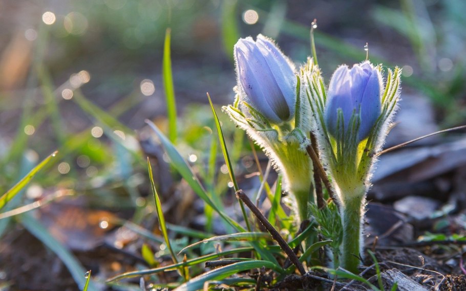 Первоцветы сон трава