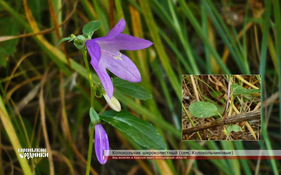 Колокольчик Безенгийский