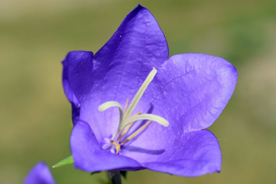 Кампанула персицифолия