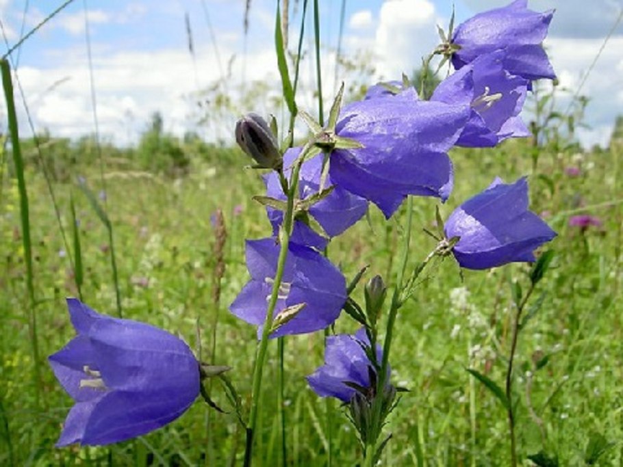 Колокольчик плосколистный