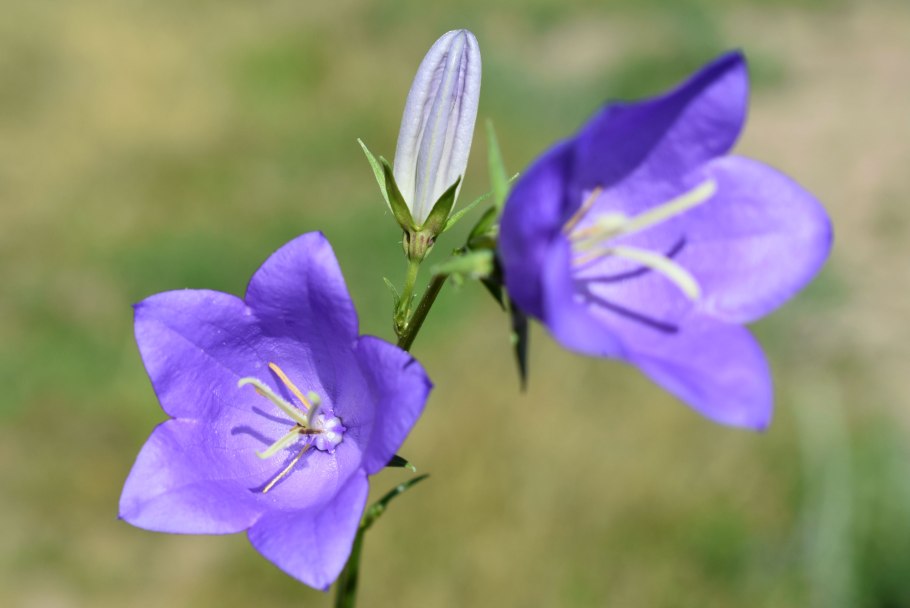 Колокольчик персиколистный (Campanula persicifolia &#96;Takion Blue&#96;)