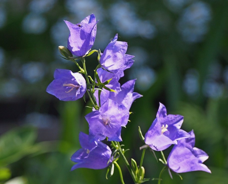 Кампанула колокольчик цветок
