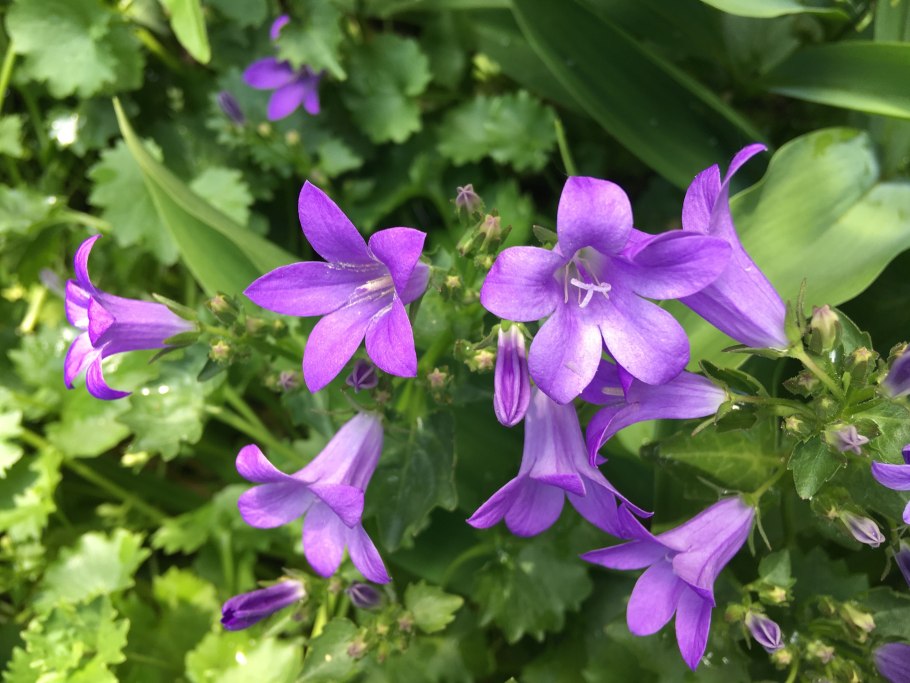 Платикодон Грандифлорус