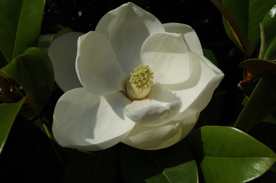 Египетская Магнолия