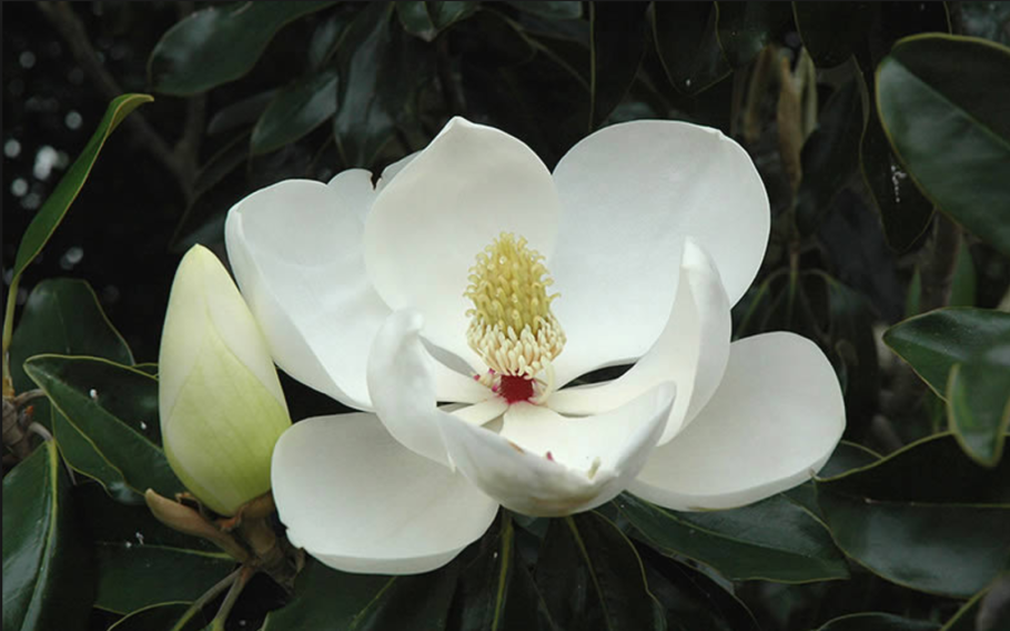 Магнолия грандифлора дерево