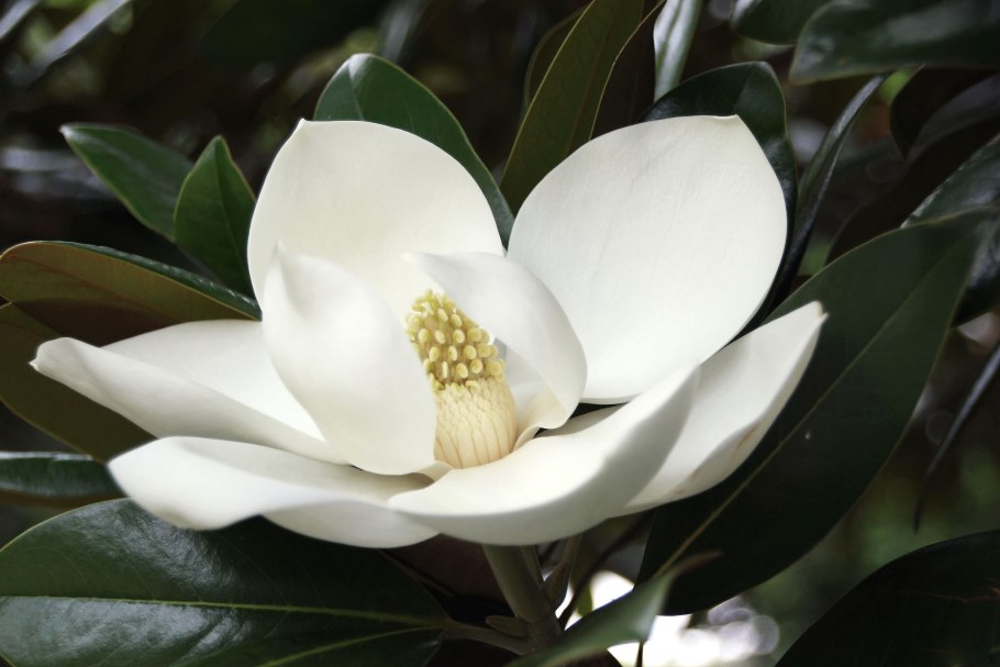 Магнолия белая