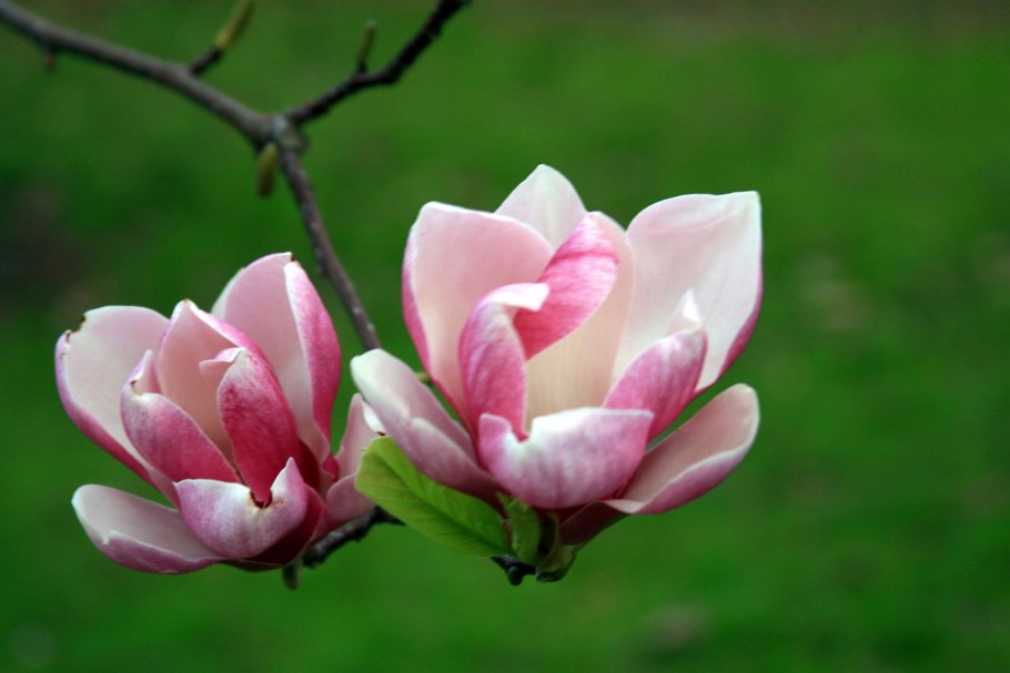 Роза Магнолия