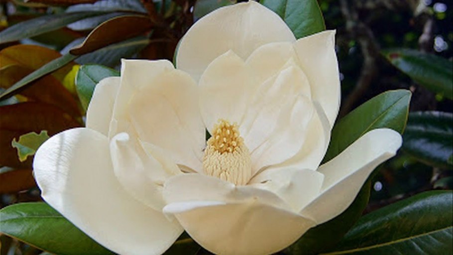 Магнолия грандифлора вечнозеленая