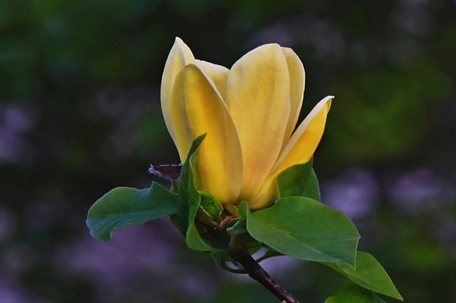 Магнолия Лилифлора цветок