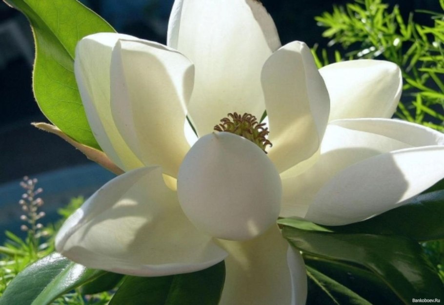 Магнолия Лилифлора цветок