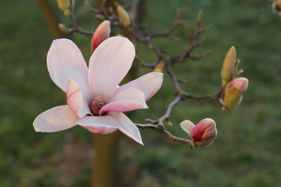 Магнолия "Flamingo"