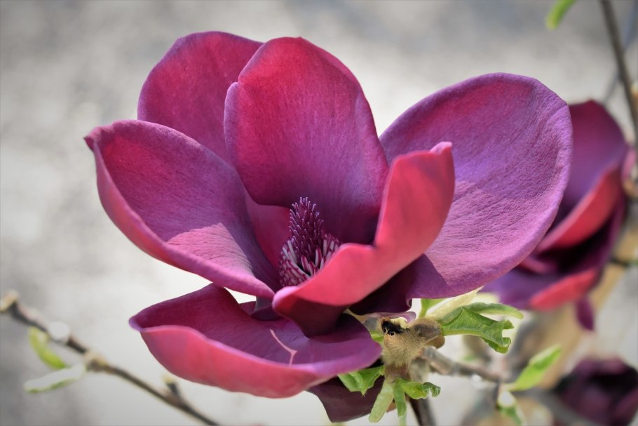 Цветы магнолии