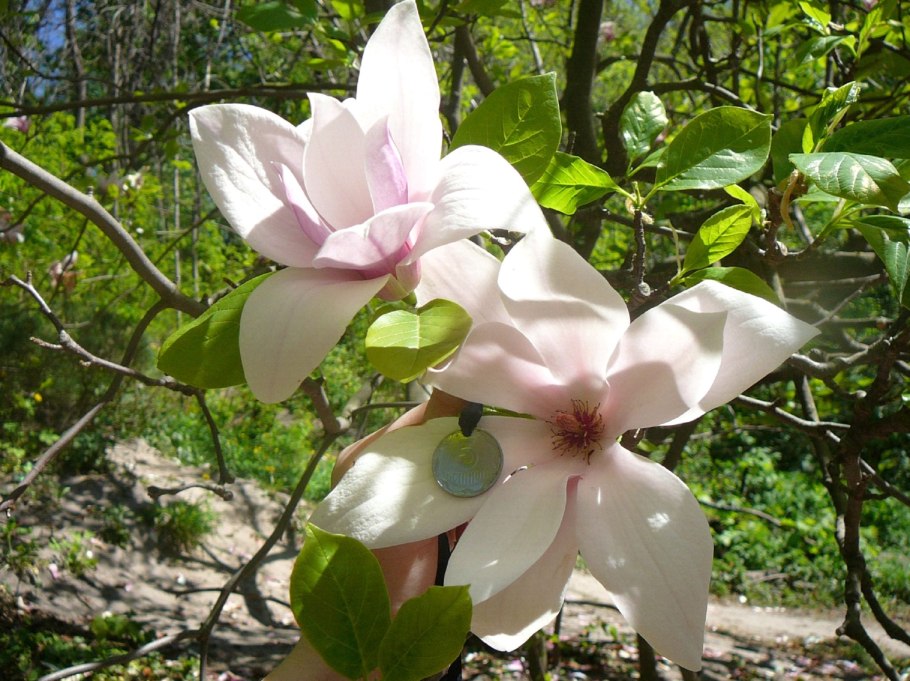 Магнолия little Geisha (różowe, białe wewnątrz)