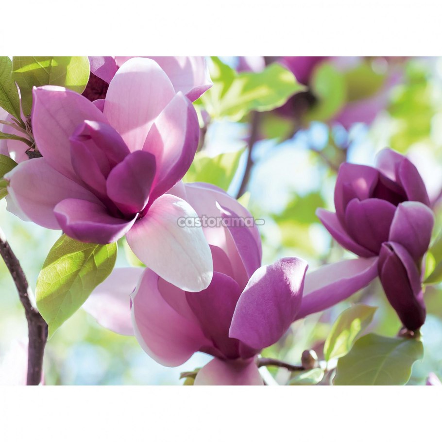 Магнолия сиреневая дерево