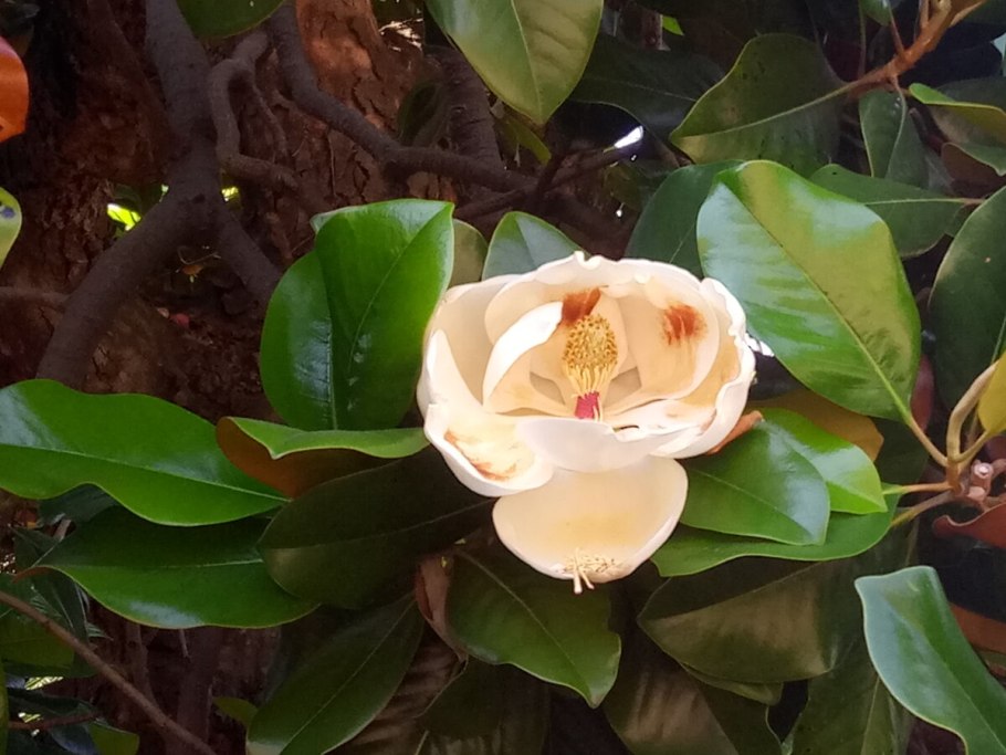 Дерево Магнолия в Сочи