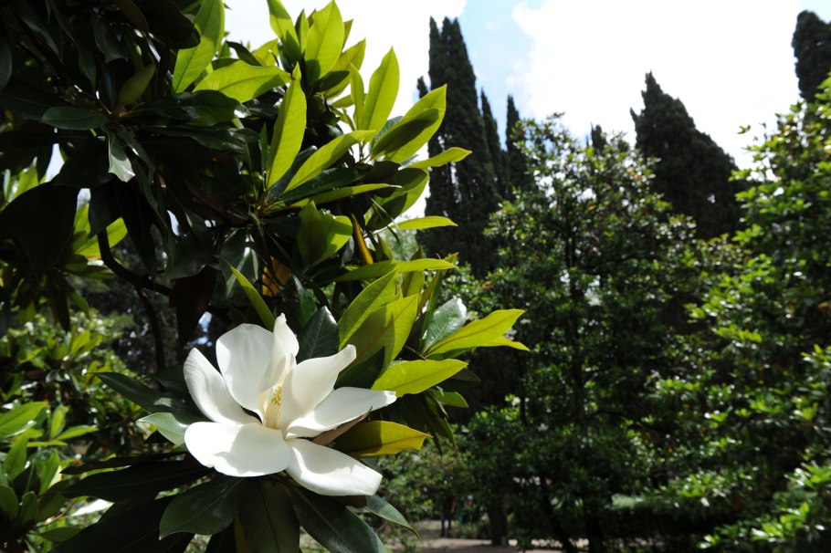 Магнолия ядовитая