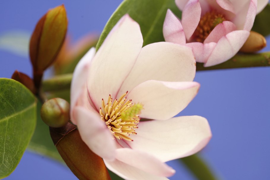 Цветы магнолии