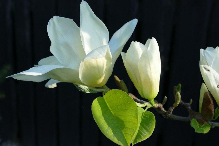 Магнолия белая цветок