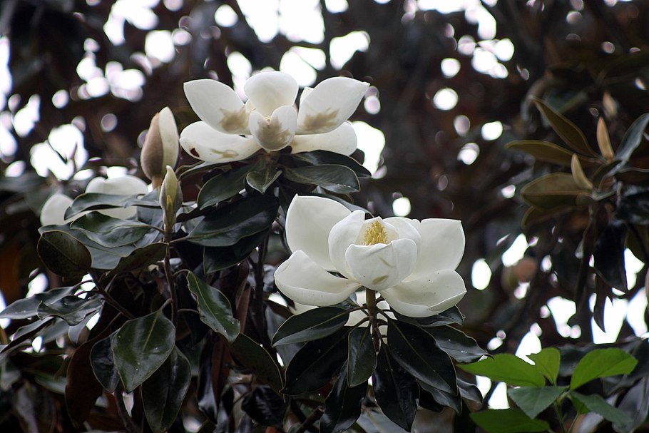 Магнолия грандифлора вечнозеленая