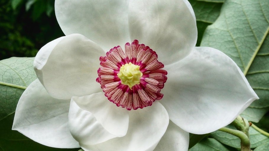 Магнолия Зибольда